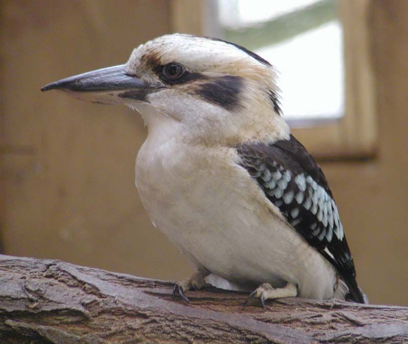 obrázek: Ornitologové v Plzni zvou v sobotu na vycházku za ptáky