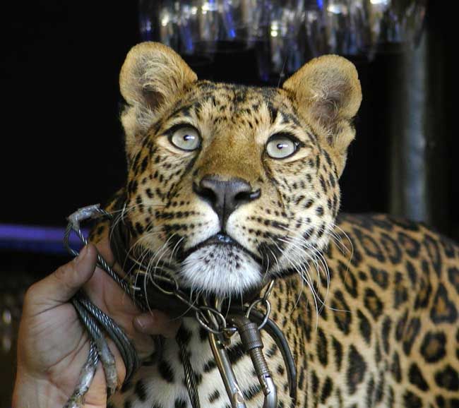 obrázek: V sobotu na svátek můžete do plzeňské zoo za polovinu