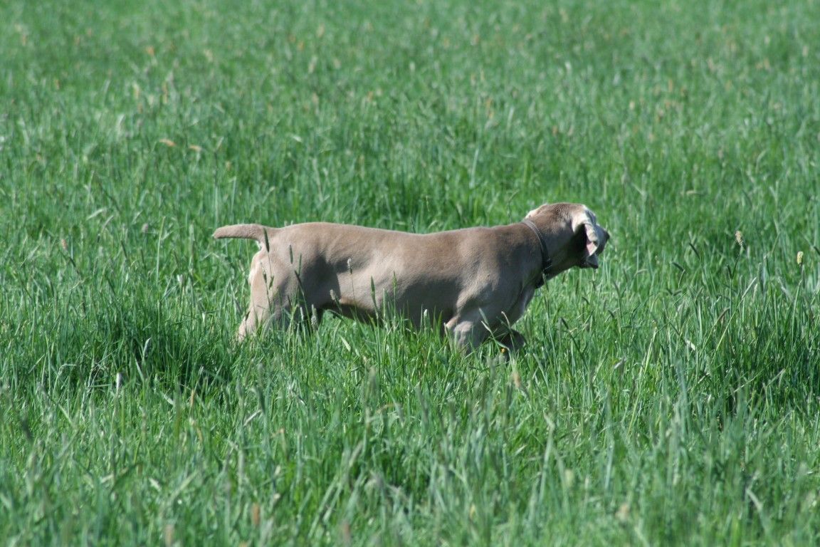 obrázek: Lovečtí psi úspěšně ověřovali své vlohy v Litohlavech
