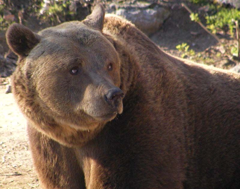 obrázek: Rekonstrukcí staré haly získá zoo v Plzni nové sklady