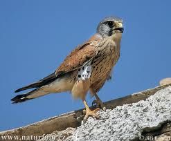 obrázek: Mládě poštolky se vrátilo do přírody