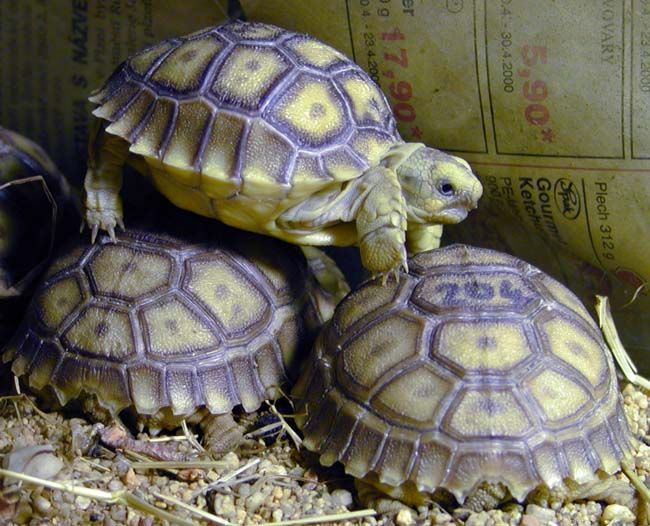 obrázek: V Plzni prudce přibývá odložených zvířat