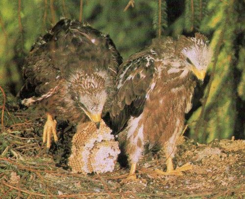 obrázek: Mladého včelojeda zachránila adopce