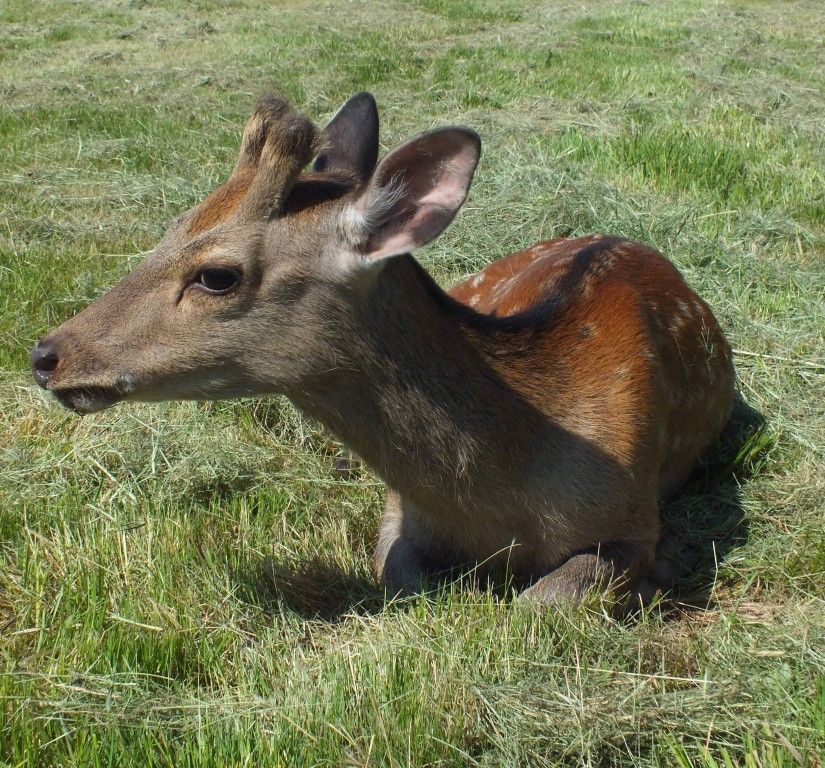 obrázek: Na dálnici D5 u Nýřan zabilo o víkendu auto daňka