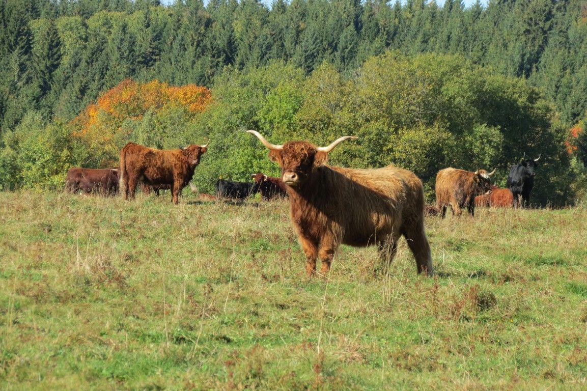 obrázek: Na Šumavě bude od jara víc luk