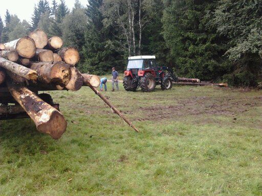 obrázek: Na Šumavě kradli dřevo v první zóně národního parku