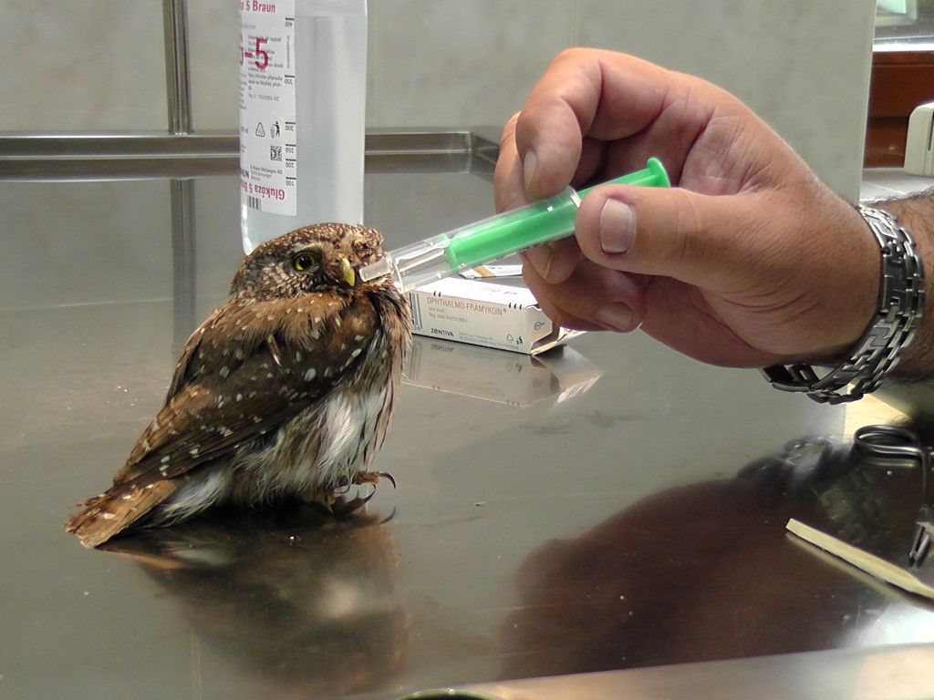 obrázek: Na Šumavě se starají o zraněného vzácného kulíška