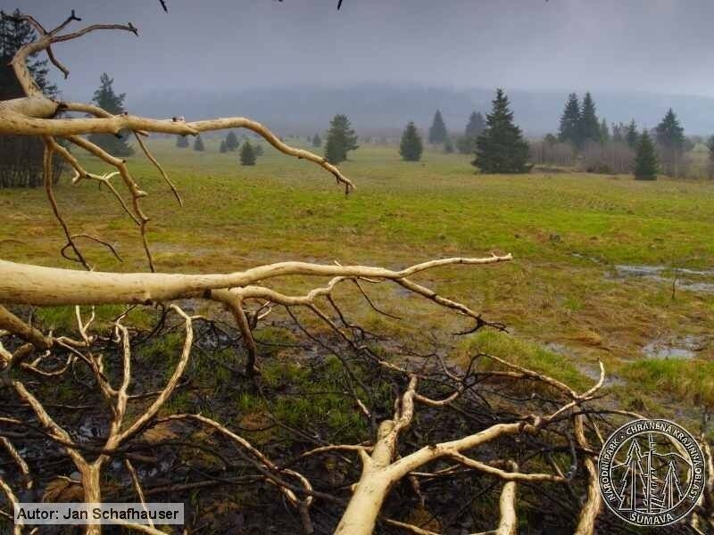 obrázek: Národní parky Bavorský les a Šumava prosazují otevření přechodu Modrý sloup