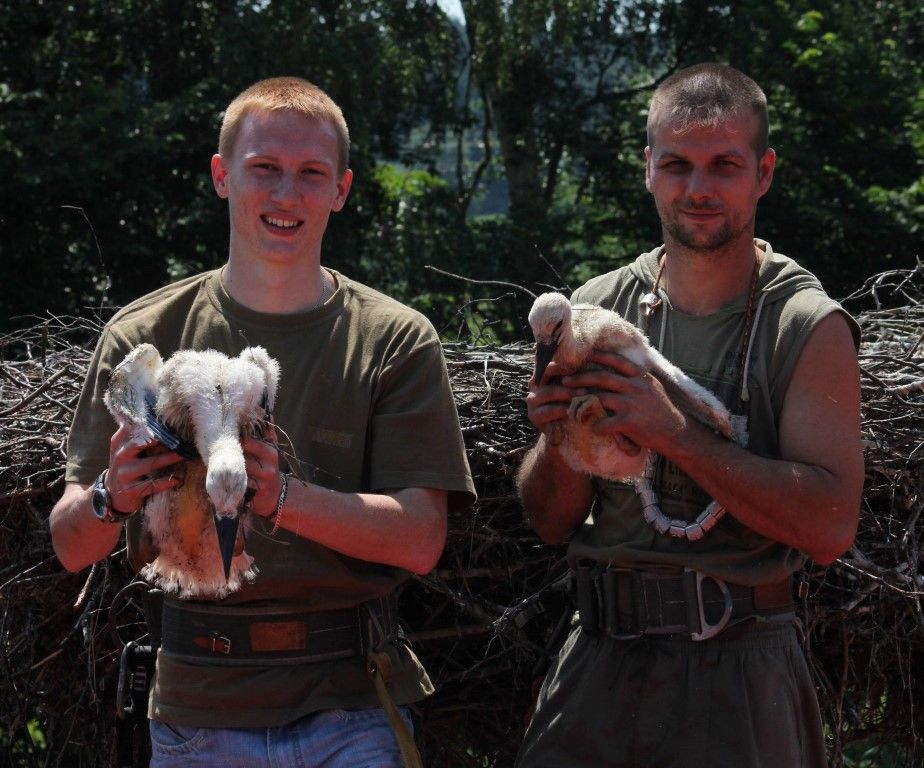 obrázek: Největší a nejstarší mláďata má bojovný čapí pár z Kdyně