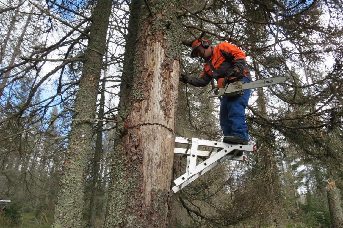 obrázek: NP Šumava kácí suché stromy, které ohrožují turisty