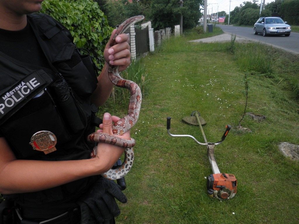 obrázek: Obyvatele Plzně vyděsila exotická užovka červená