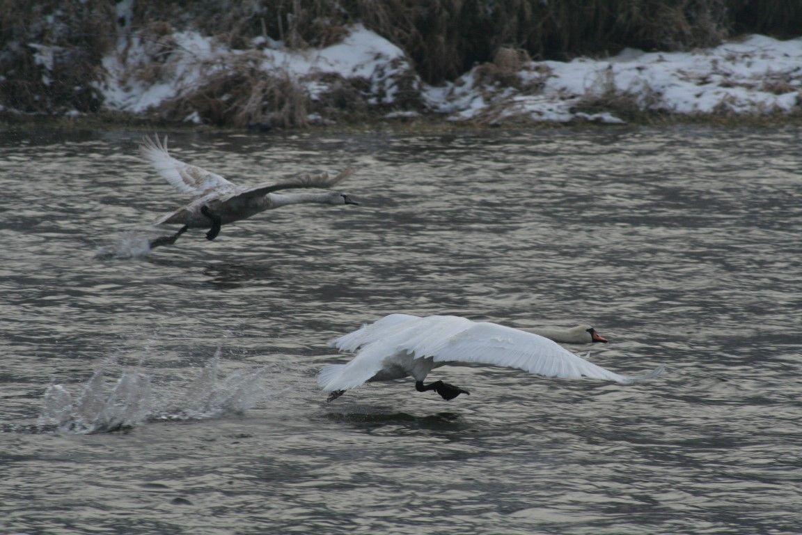 obrázek: Ochránci žádají: Nekrmte labutě v této době