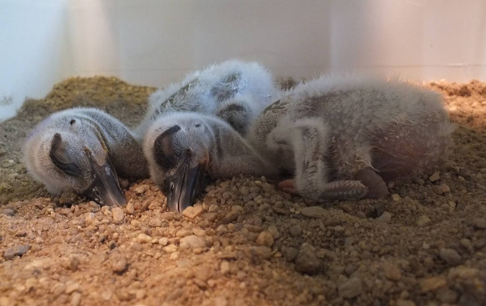 obrázek: Ochránci zvířat z Plzně řeší postřekovskou čapí záhadu