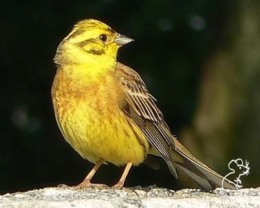 obrázek: Ornitologové v Plzeňském kraji zkoumají ptačí nářečí