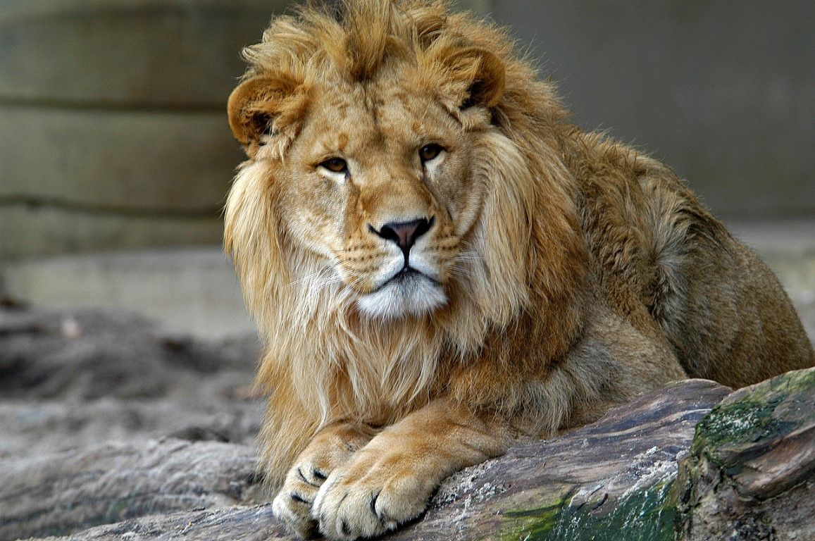 obrázek: Padl opět rekord v návštěvnosti ZOO Plzeň
