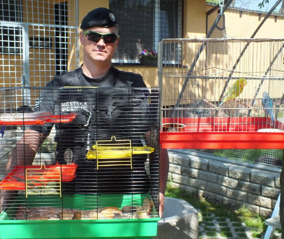 obrázek: Pískomilové, andulky, kočka. Plzeňané odkládají mazlíčky