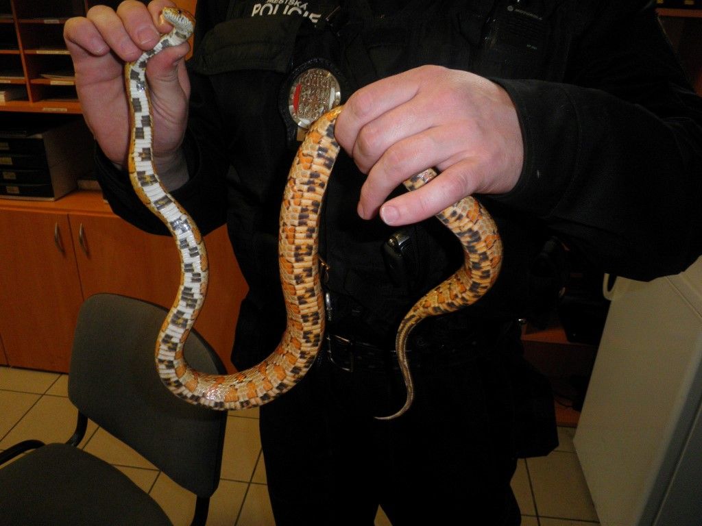 obrázek: Plzeňačku vyděsil doma při úklidu had