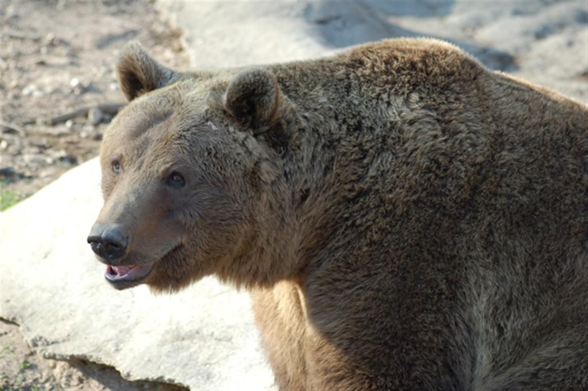 obrázek: Plzeňská ZOO představí  přírodu Bavorského lesa