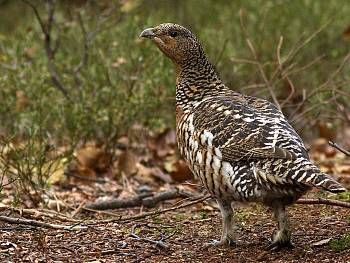 obrázek: Populace tetřeva hlušce v NP Šumava stoupá