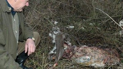 obrázek: Pytlák lovil i v době hájení