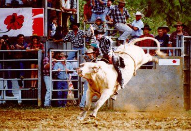 obrázek: Rodeová šou ovládá o víkendu prostor za Plazou