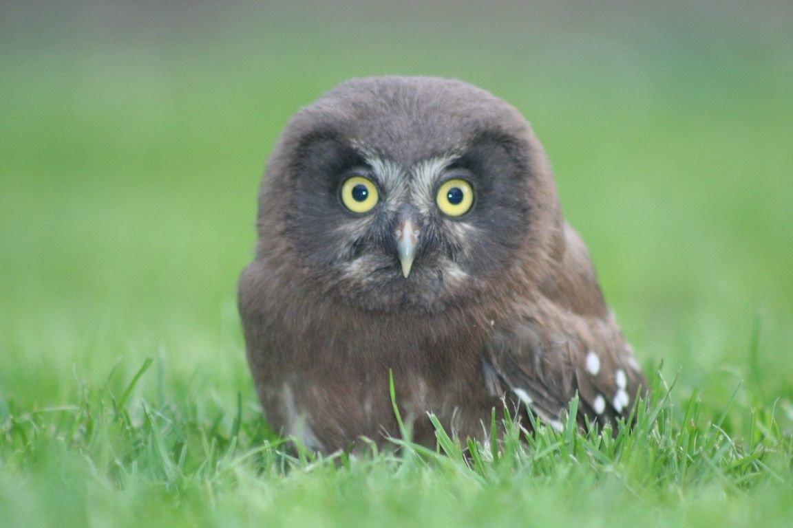obrázek: Se sýci na Rokycansku spadl strom, léčí se