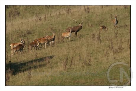 obrázek: Sika japonský stále více proniká na území NP Šumava