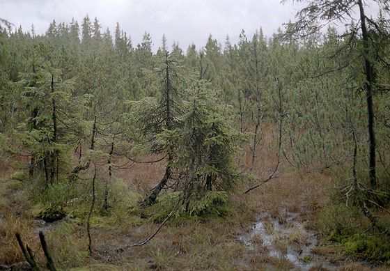 obrázek: Stezka k Pramenům Vltavy bude opět bezpečnější