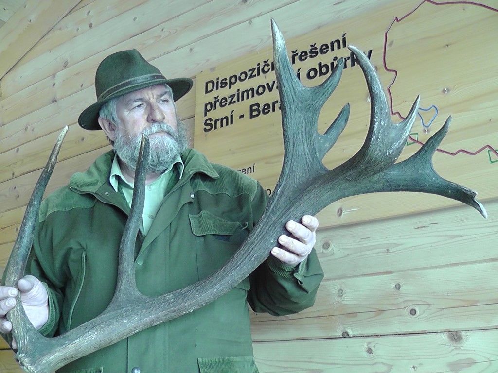 obrázek: Šumavský král lesa shodil své paroží před zraky dětí