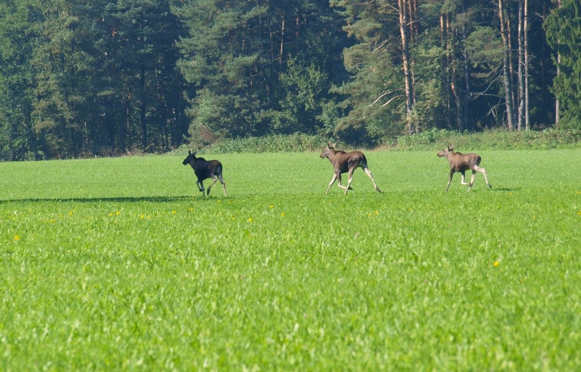 obrázek: Turistka vyfotografovala na Šumavě tři losy najednou