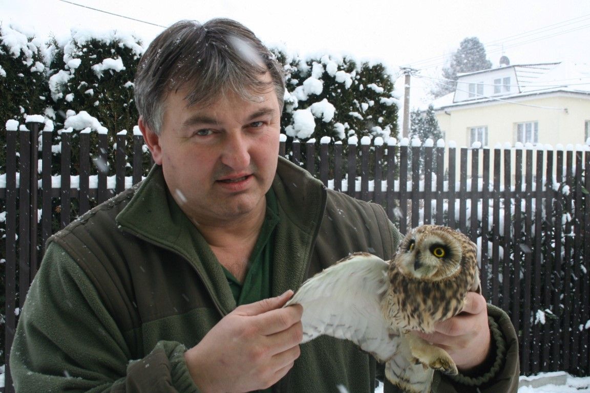 obrázek: Vzácný kalous pustovka se léčí v Rokycanech