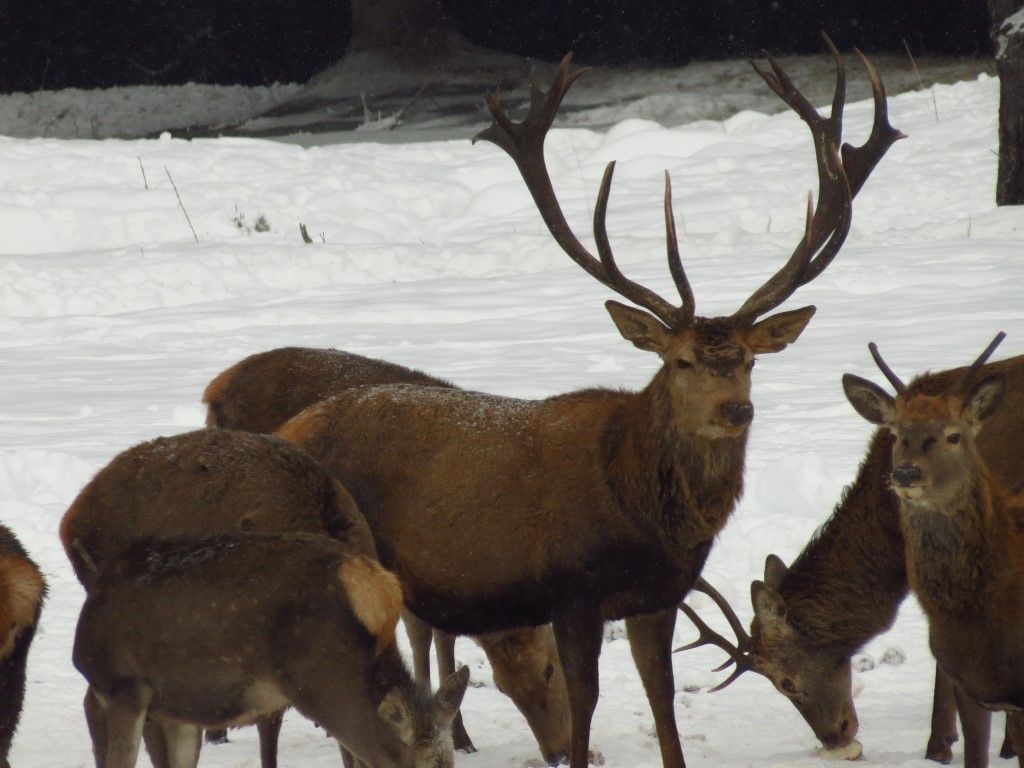 obrázek: Z šumavského Krále lesa už je letos dvaadvacaterák
