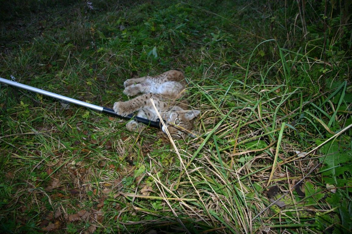 obrázek: Zraněný rys se dostal ze zamčené klece jako Copperfield