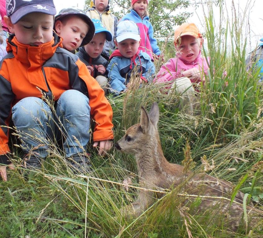 obrázek: Zvířecí záchranáři jsou zahlceni ´opuštěnými´ mláďaty