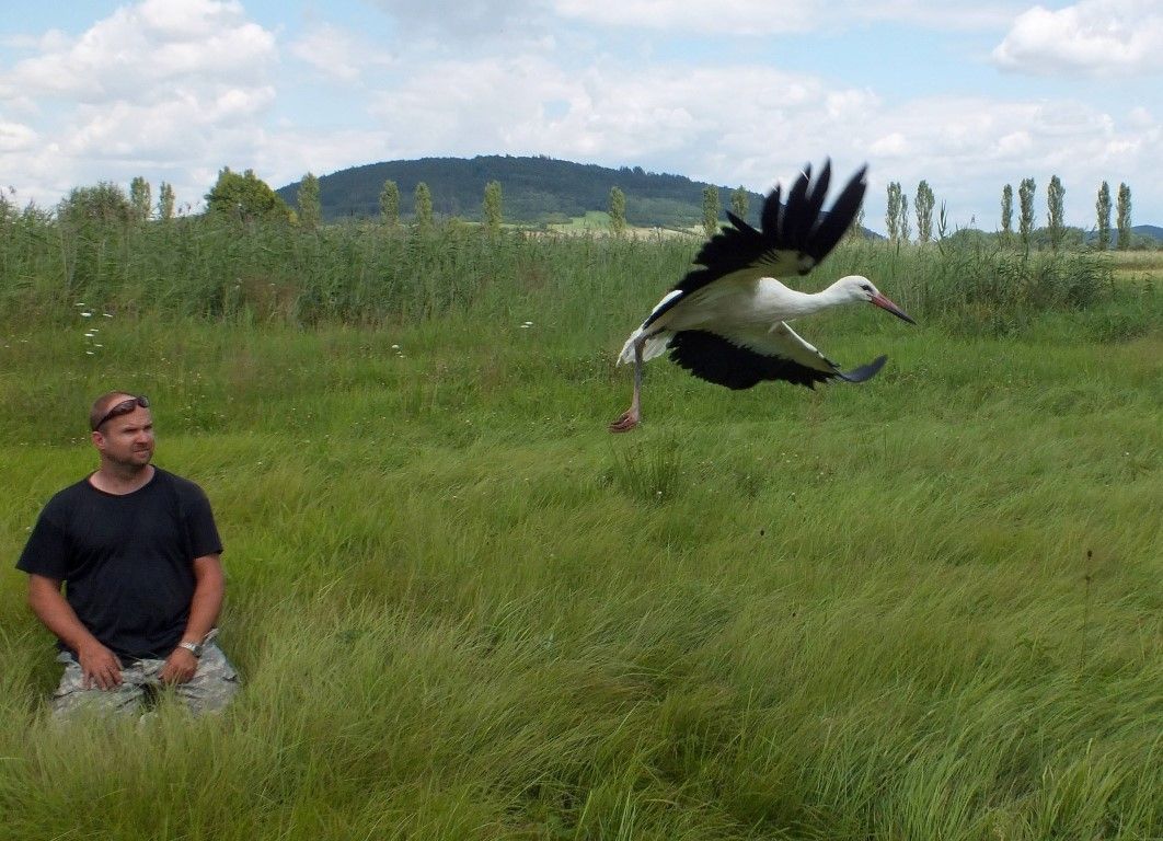 obrázek: Zvířecí záchranáři z Plzně pomohli čápům ve Švihově