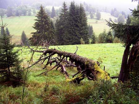 obrázek: Bavorští starostové si projdou ve čtvrtek českou Šumavu