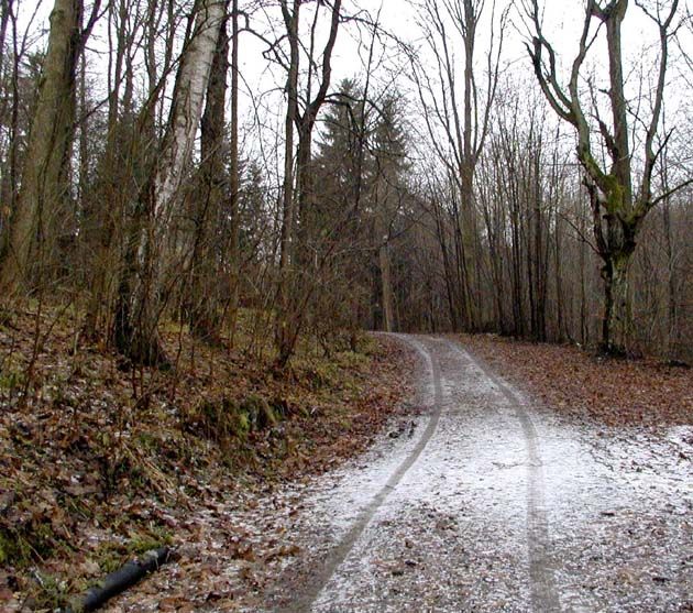 obrázek: Přeštičtí se brání kácení topolů