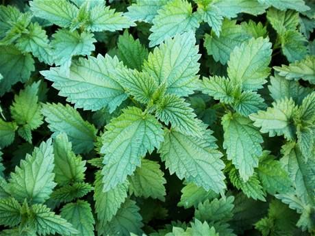 obrázek: Velikonoce v Plzeňském kraji voní po pivu. Třeba kopřivovém