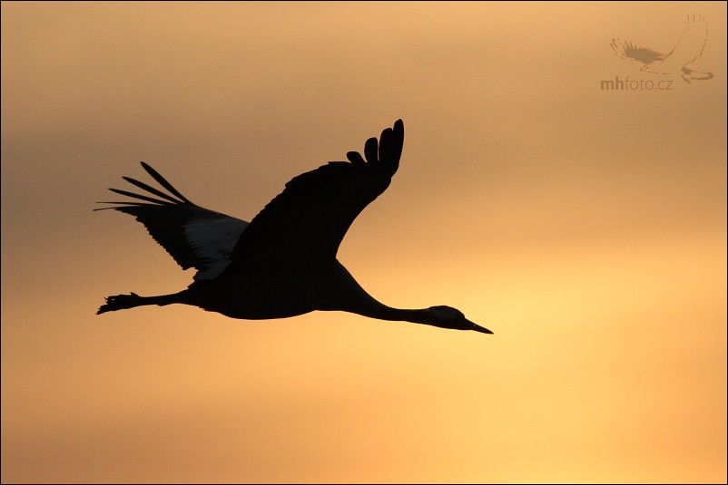 obrázek: Jeřábi míří na hnízdiště, nad Volduchy jich letělo 22 