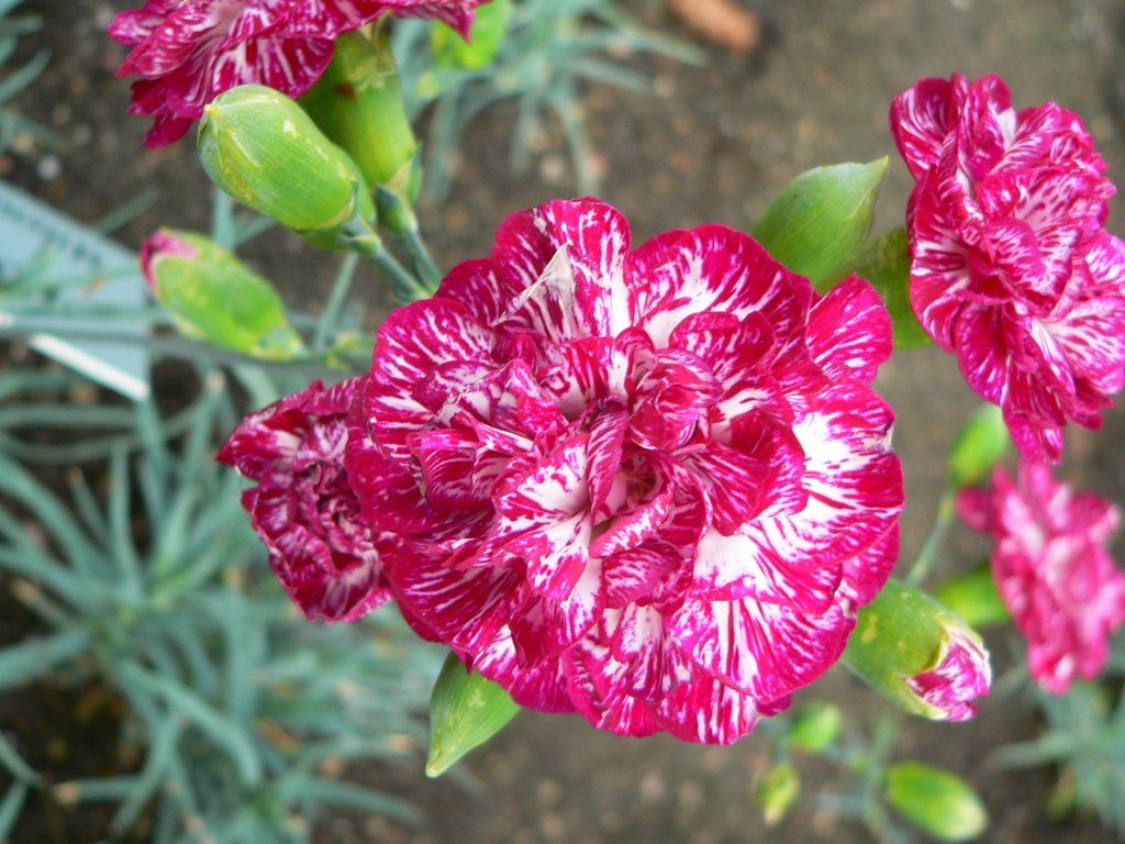 obrázek: Klatovské karafiáty slaví v pátek v katakombách 200 let 