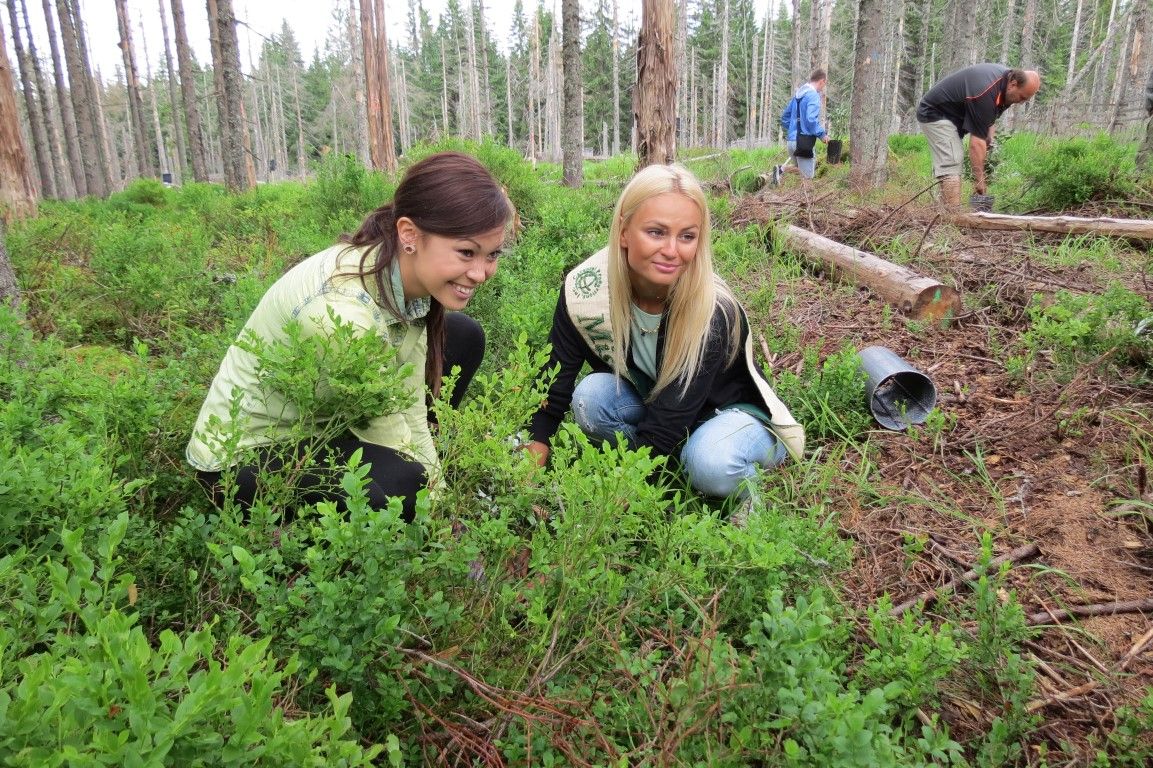 obrázek: Královny krásy pomohly Šumavě. Sázely Na Ztraceném