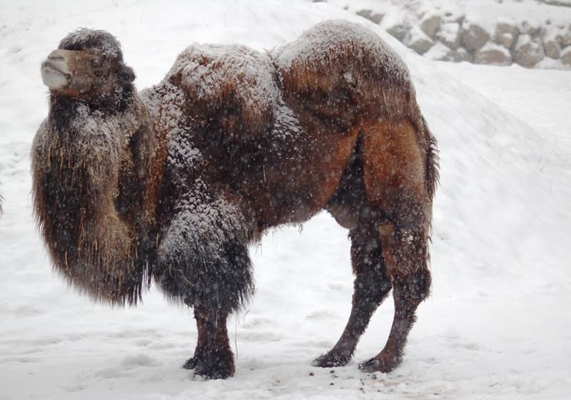 obrázek: Krásná zvířátka v ZOO Plzeň