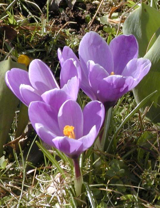 obrázek: Ochranáři budou v sobotu  hledat jaro. Zapojte se také 