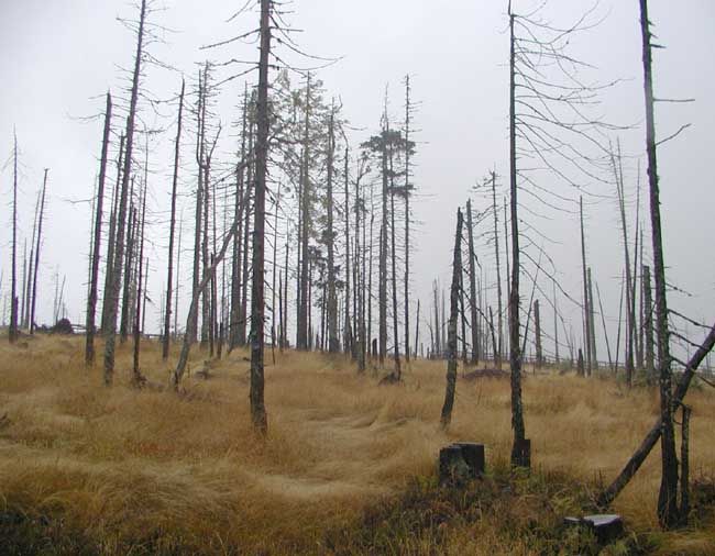 obrázek: Na Šumavě je letos méně kůrovcem napadených stromů