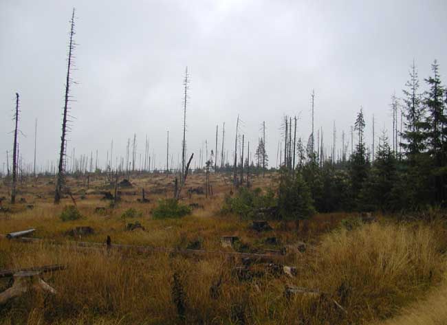 obrázek: Posudek: Zásahy NP Šumava proti kůrovci jsou správné