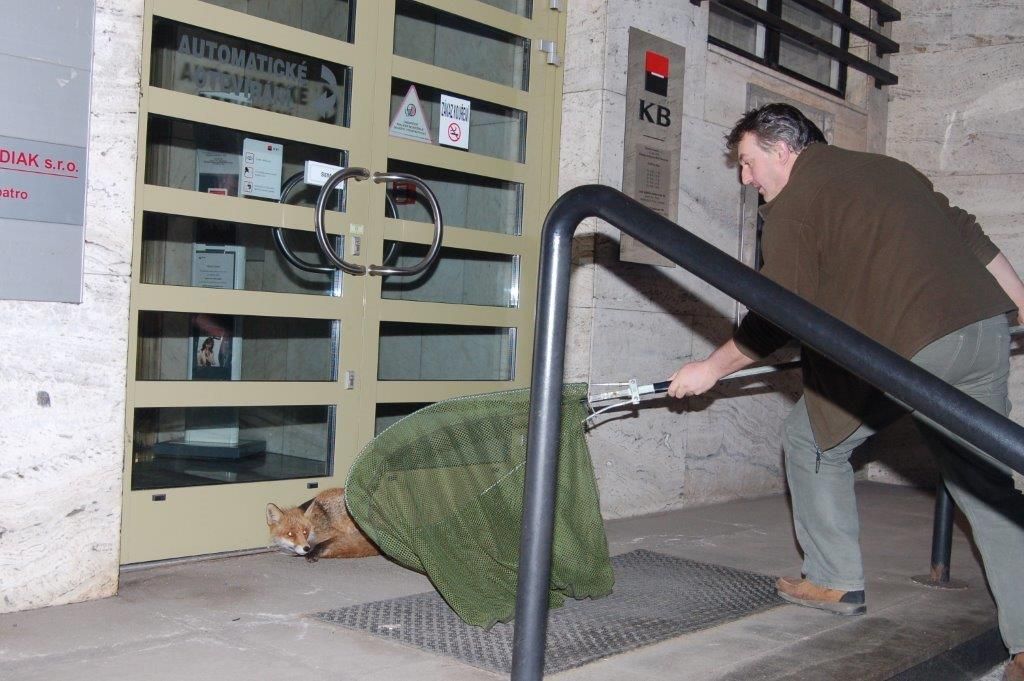 obrázek: Liška se dobývala do rokycanské Komerční banky 