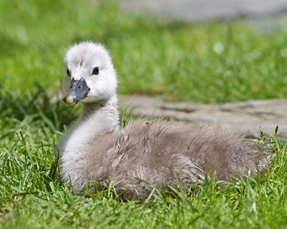 obrázek: Malá labuť v záchranné stanici v Plzni má za rodiče lidi
