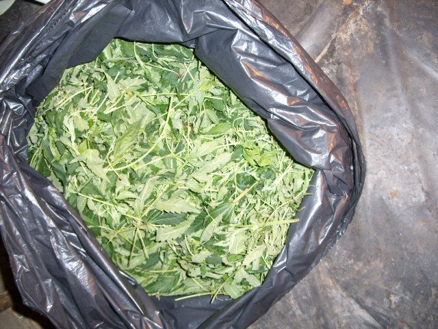 obrázek: Marihuana je zatím v lékárnách jen teoreticky