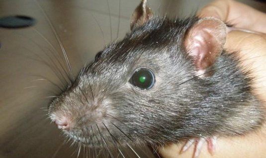 obrázek: Města v Plzeňském kraji startují válku s potkany