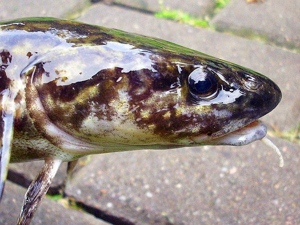 obrázek: Mník jednovousý se vytírá v šumavské rybí líhni 